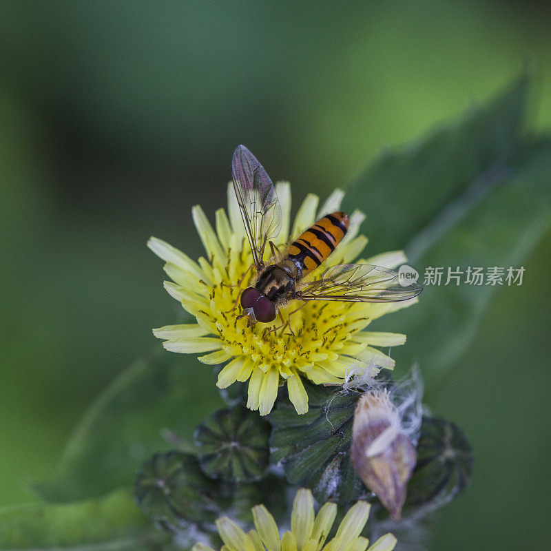 在Sonchus Arvensis靠近syphus Ribesii